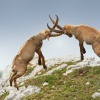 Kozorozec horsky - Capra ibex - Alpine Ibex 7712